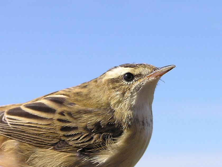 Sedge Warbler, Sundre 20080729